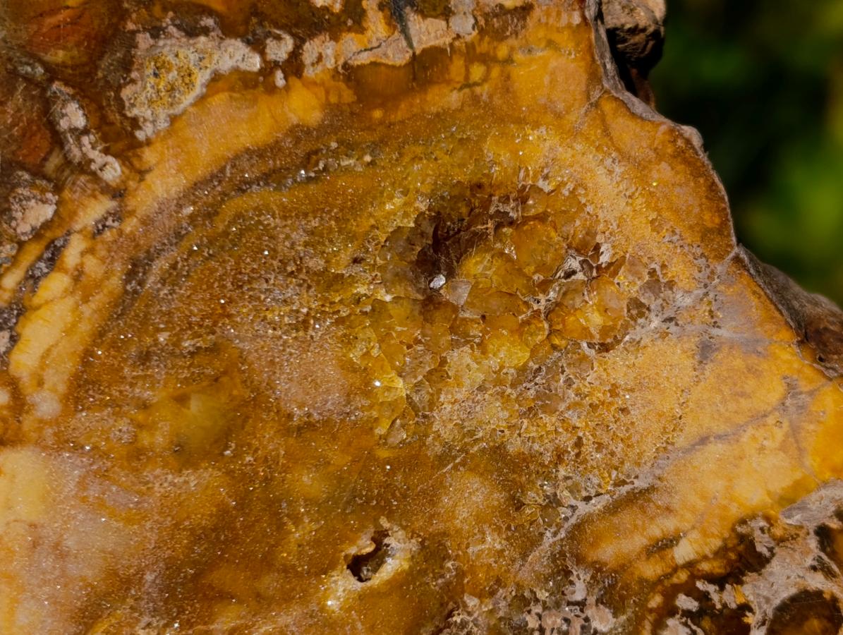 Polished and Natural Podocarpus Podocarpus Petrified Wood Slice x 1 From Mahajanga, Madagascar