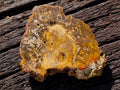 Polished and Natural Podocarpus Podocarpus Petrified Wood Slice x 1 From Mahajanga, Madagascar