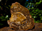 Polished and Natural Podocarpus Podocarpus Petrified Wood Slice x 1 From Mahajanga, Madagascar