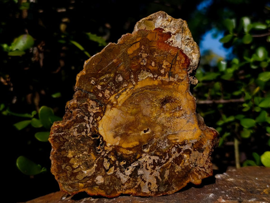 Polished and Natural Podocarpus Podocarpus Petrified Wood Slice x 1 From Mahajanga, Madagascar