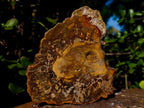 Polished and Natural Podocarpus Podocarpus Petrified Wood Slice x 1 From Mahajanga, Madagascar