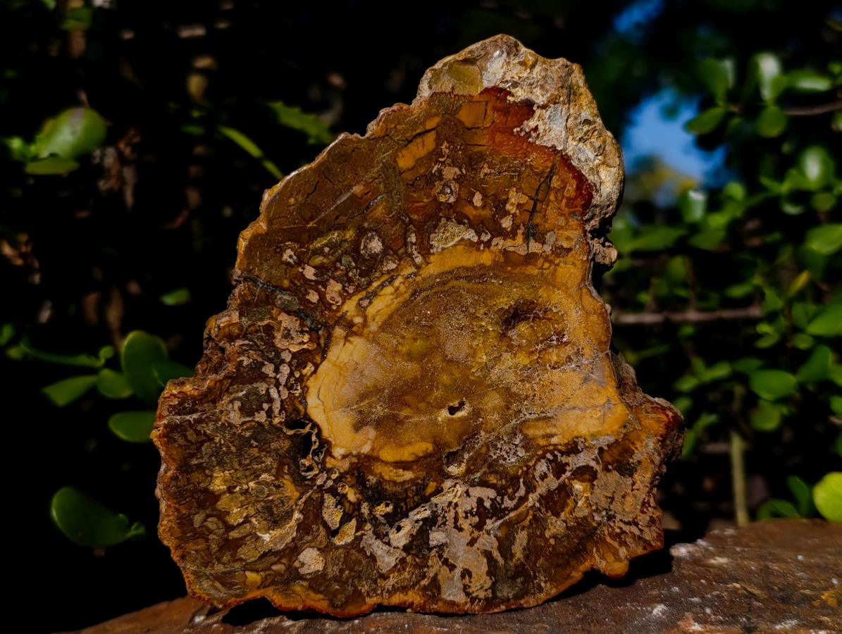 Polished and Natural Podocarpus Podocarpus Petrified Wood Slice x 1 From Mahajanga, Madagascar
