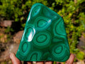Polished Multi Ring Malachite Flat Plate Display Piece x 1 From Kolwezi, Congo