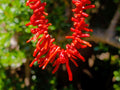 Hand Made Authentic Frangia Natural Red Coral Necklace x 1 From Italy