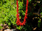 Hand Made Authentic Frangia Natural Red Coral Necklace x 1 From Italy