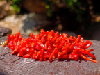 Hand Made Authentic Frangia Natural Red Coral Necklace x 1 From Italy