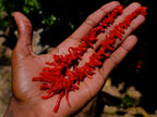Hand Made Authentic Frangia Natural Red Coral Necklace x 1 From Italy