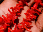 Hand Made Authentic Frangia Natural Red Coral Necklace x 1 From Italy