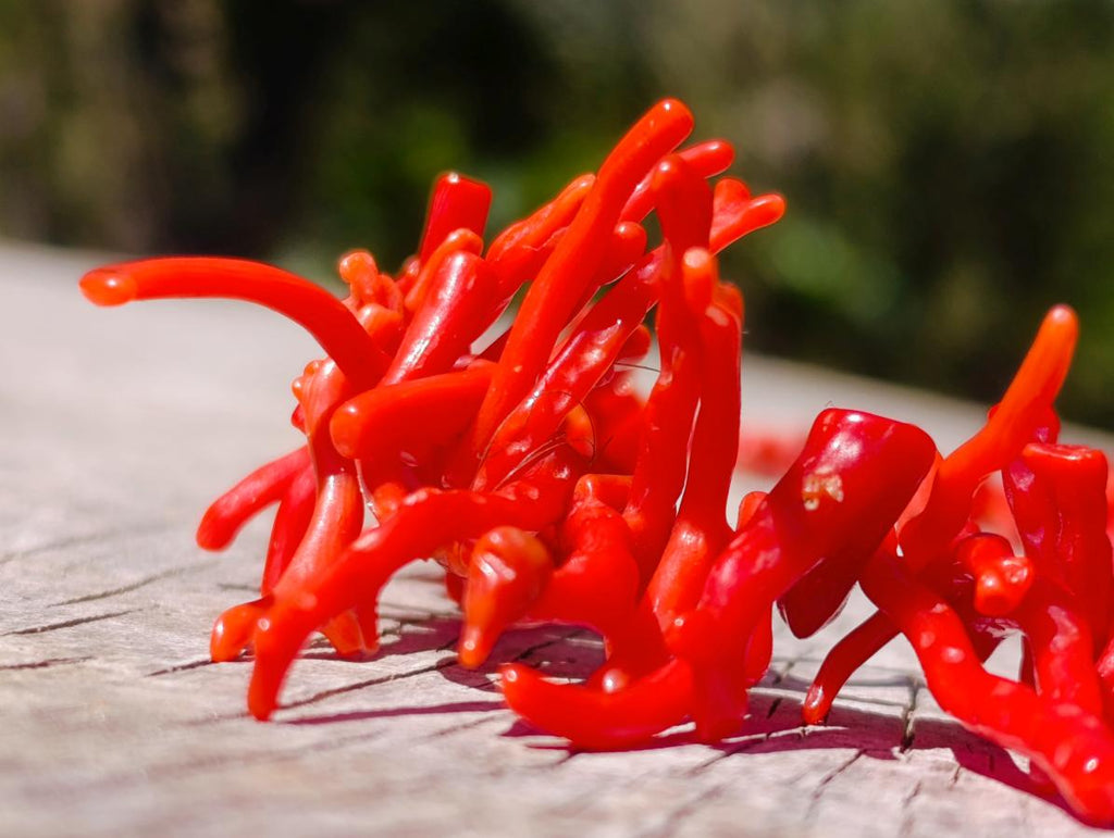 Hand Made Authentic Frangia Natural Red Coral Necklace x 1 From Italy