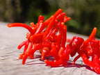 Hand Made Authentic Frangia Natural Red Coral Necklace x 1 From Italy