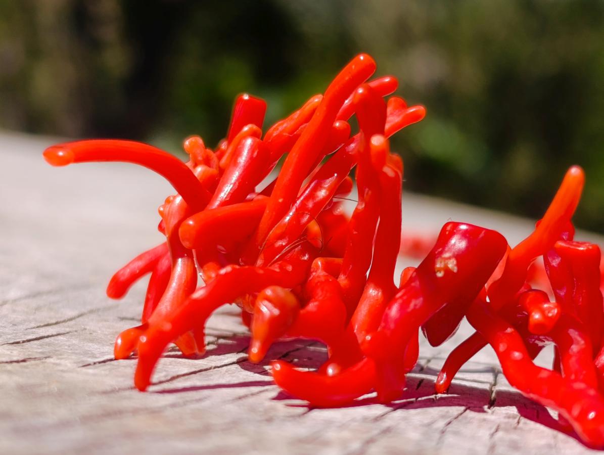Hand Made Authentic Frangia Natural Red Coral Necklace x 1 From Italy