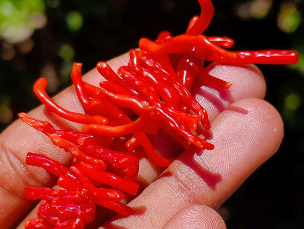 Hand Made Authentic Frangia Natural Red Coral Necklace x 1 From Italy