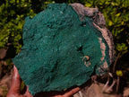 Natural Large Botryoidal Crystalline Malachite Plate Specimen x 1 From Tenke Fungurume, Congo