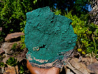 Natural Large Botryoidal Crystalline Malachite Plate Specimen x 1 From Tenke Fungurume, Congo