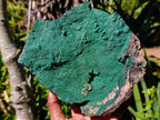 Natural Large Botryoidal Crystalline Malachite Plate Specimen x 1 From Tenke Fungurume, Congo