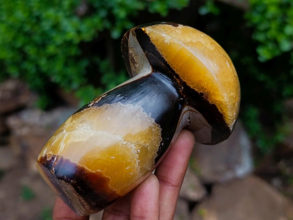Polished Large Septerye Mushroom Sculpture x 1 From Mahajanga, Madagascar
