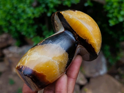 Polished Large Septerye Mushroom Sculpture x 1 From Mahajanga, Madagascar