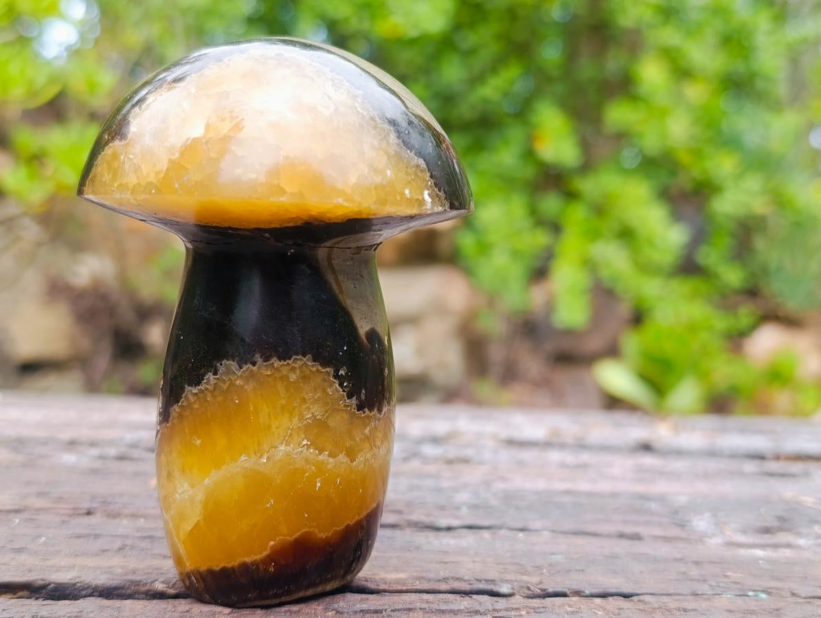 Polished Large Septerye Mushroom Sculpture x 1 From Mahajanga, Madagascar