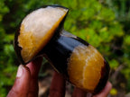 Polished Large Septerye Mushroom Sculpture x 1 From Mahajanga, Madagascar