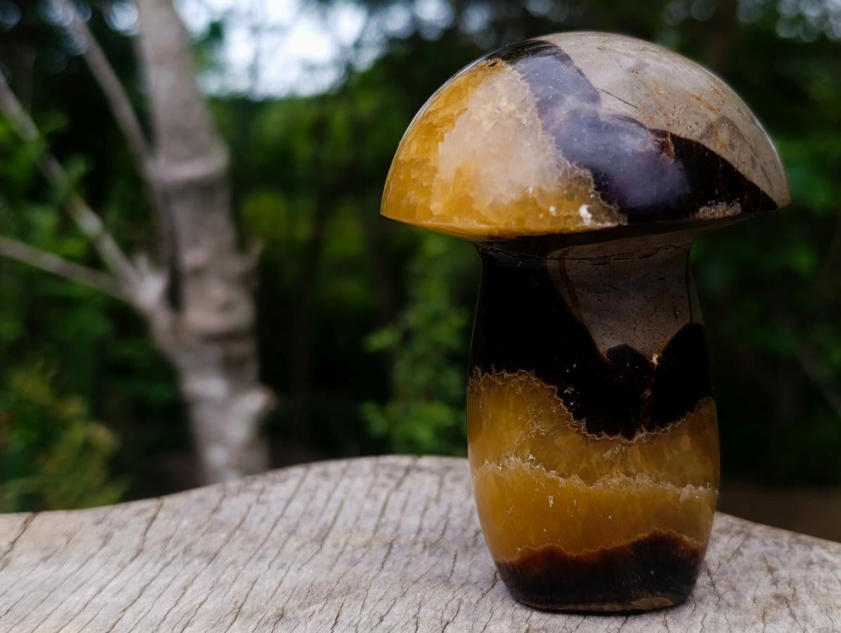 Polished Large Septerye Mushroom Sculpture x 1 From Mahajanga, Madagascar