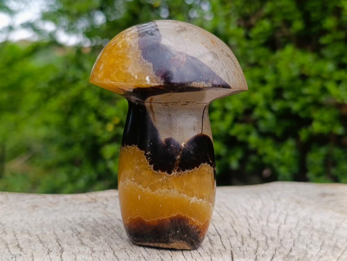 Polished Large Septerye Mushroom Sculpture x 1 From Mahajanga, Madagascar