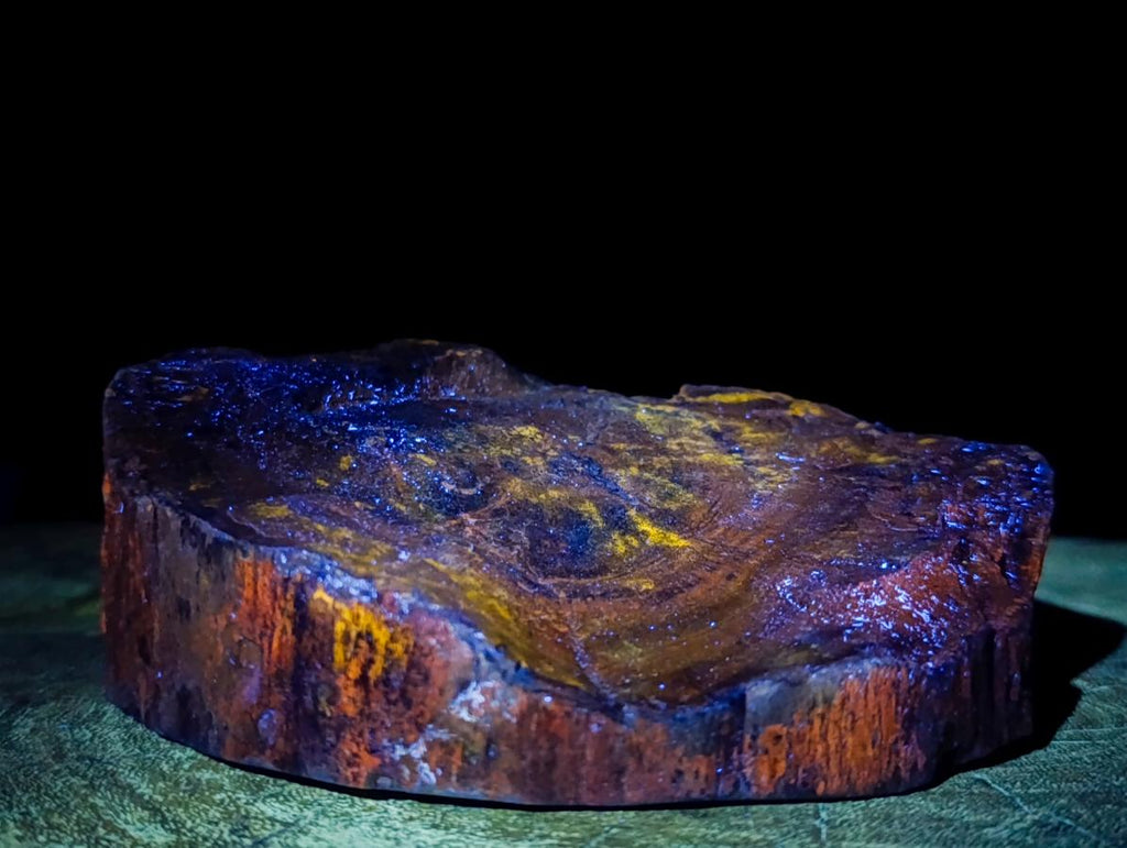 Polished One Side Dadoxylon Petrified Wood Branch Section x 1 From Gokwe, Zimbabwe
