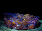 Polished One Side Dadoxylon Petrified Wood Branch Section x 1 From Gokwe, Zimbabwe