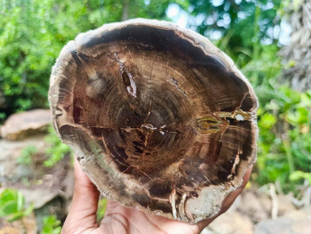 Polished One Side Dadoxylon Petrified Wood Branch Section x 1 From Gokwe, Zimbabwe