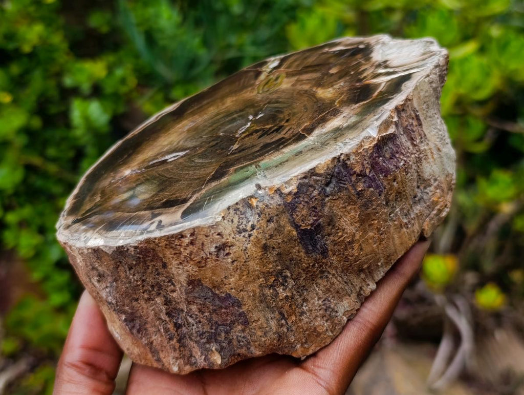 Polished One Side Dadoxylon Petrified Wood Branch Section x 1 From Gokwe, Zimbabwe