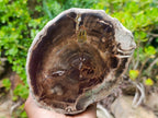Polished One Side Dadoxylon Petrified Wood Branch Section x 1 From Gokwe, Zimbabwe