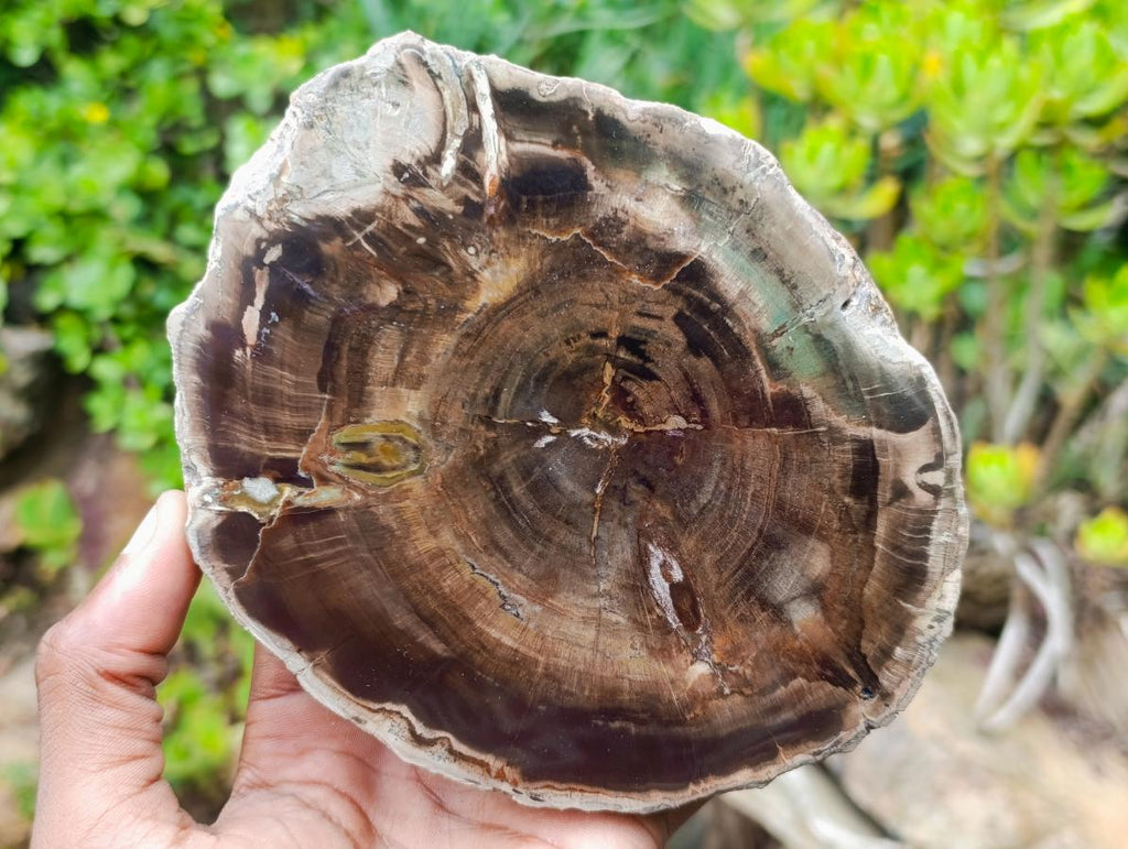 Polished One Side Dadoxylon Petrified Wood Branch Section x 1 From Gokwe, Zimbabwe