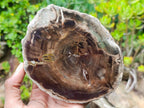 Polished One Side Dadoxylon Petrified Wood Branch Section x 1 From Gokwe, Zimbabwe