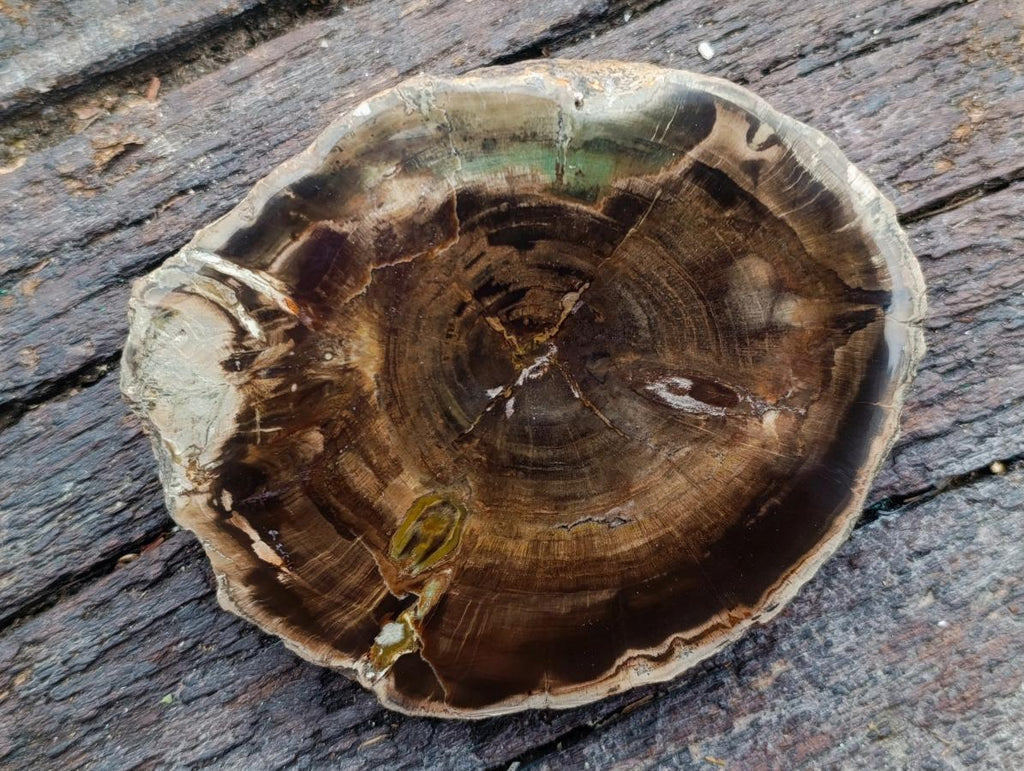 Polished One Side Dadoxylon Petrified Wood Branch Section x 1 From Gokwe, Zimbabwe
