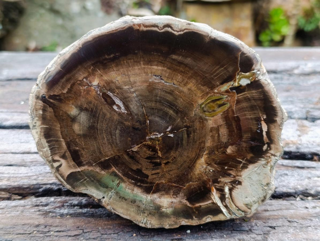 Polished One Side Dadoxylon Petrified Wood Branch Section x 1 From Gokwe, Zimbabwe