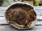 Polished One Side Dadoxylon Petrified Wood Branch Section x 1 From Gokwe, Zimbabwe