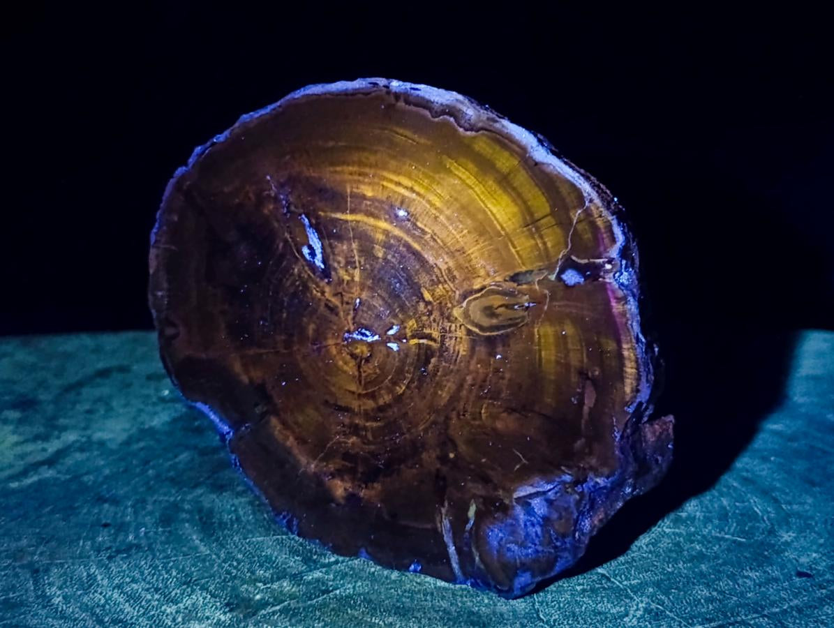 Polished One Side Dadoxylon Petrified Wood Branch Section x 1 From Gokwe, Zimbabwe