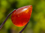 Polished Bright Orange Spessartite Garnet Pear Cut Cabochon x 1 From Sperrgebiet, Namibia