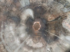 Polished One Side Classic Dadoxylon Petrified Wood Branch Segment x 1 From Gokwe, Zimbabwe