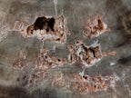 Polished One Side Classic Dadoxylon Petrified Wood Branch Segment x 1 From Gokwe, Zimbabwe