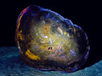 Polished One Side Classic Dadoxylon Petrified Wood Branch Segment x 1 From Gokwe, Zimbabwe