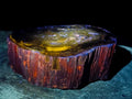 Polished One Side Classic Dadoxylon Petrified Wood Branch Segment x 1 From Gokwe, Zimbabwe