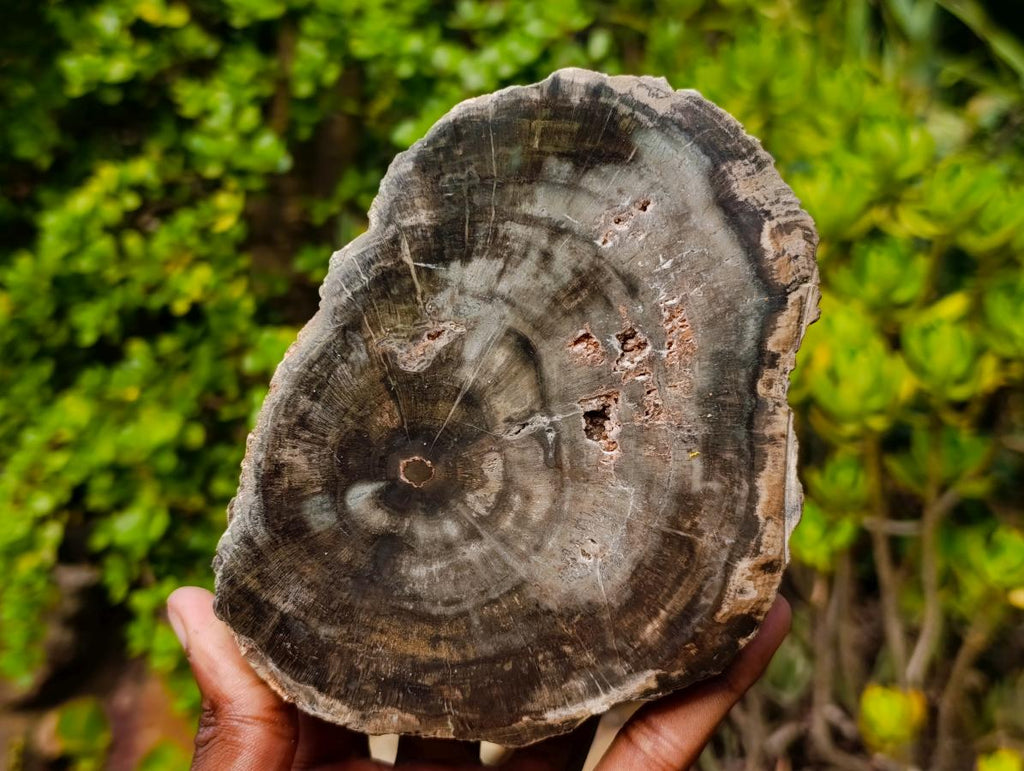 Polished One Side Classic Dadoxylon Petrified Wood Branch Segment x 1 From Gokwe, Zimbabwe