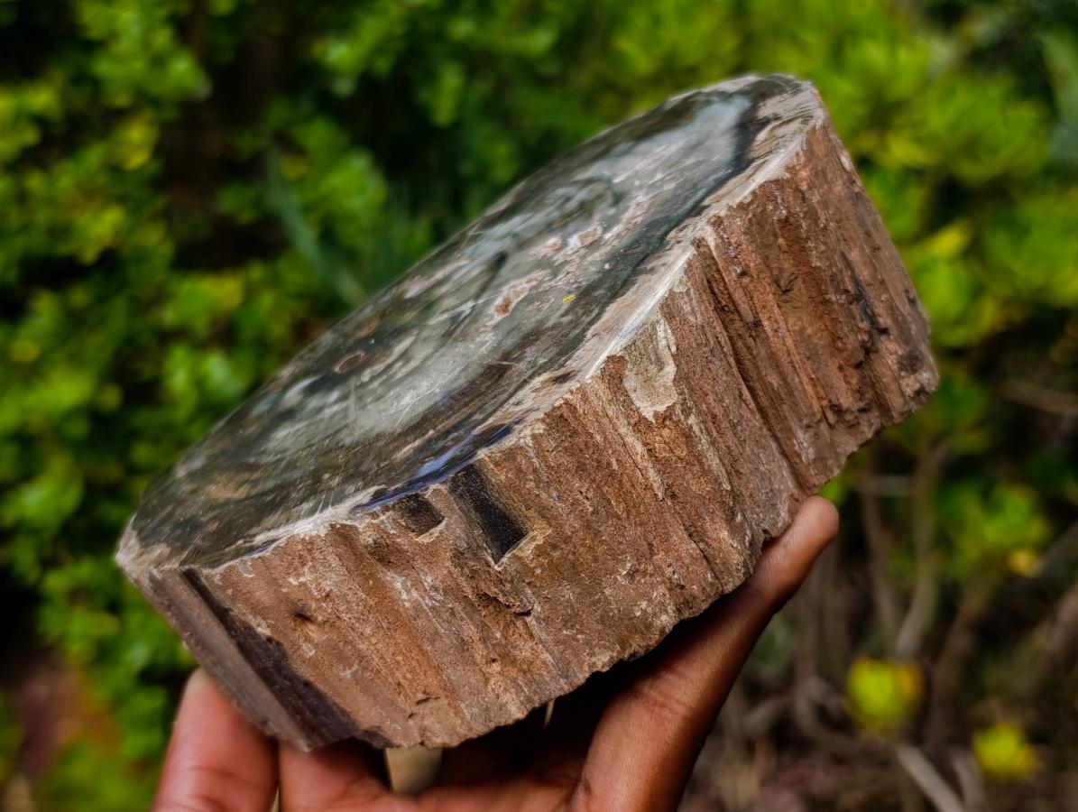 Polished One Side Classic Dadoxylon Petrified Wood Branch Segment x 1 From Gokwe, Zimbabwe