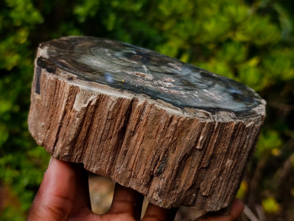 Polished One Side Classic Dadoxylon Petrified Wood Branch Segment x 1 From Gokwe, Zimbabwe