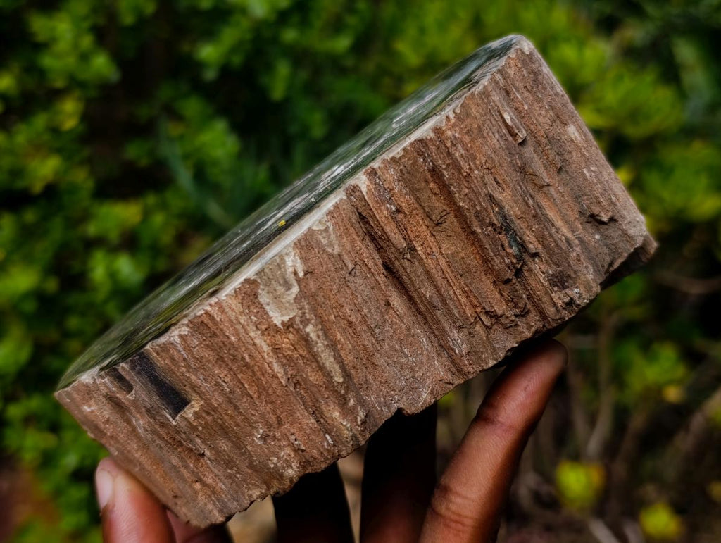 Polished One Side Classic Dadoxylon Petrified Wood Branch Segment x 1 From Gokwe, Zimbabwe
