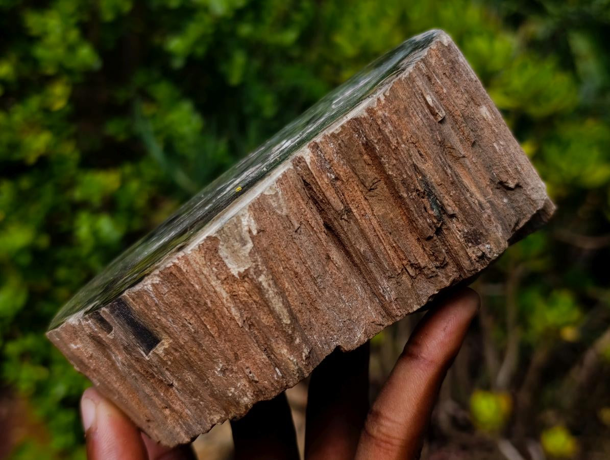 Polished One Side Classic Dadoxylon Petrified Wood Branch Segment x 1 From Gokwe, Zimbabwe