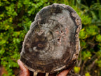 Polished One Side Classic Dadoxylon Petrified Wood Branch Segment x 1 From Gokwe, Zimbabwe