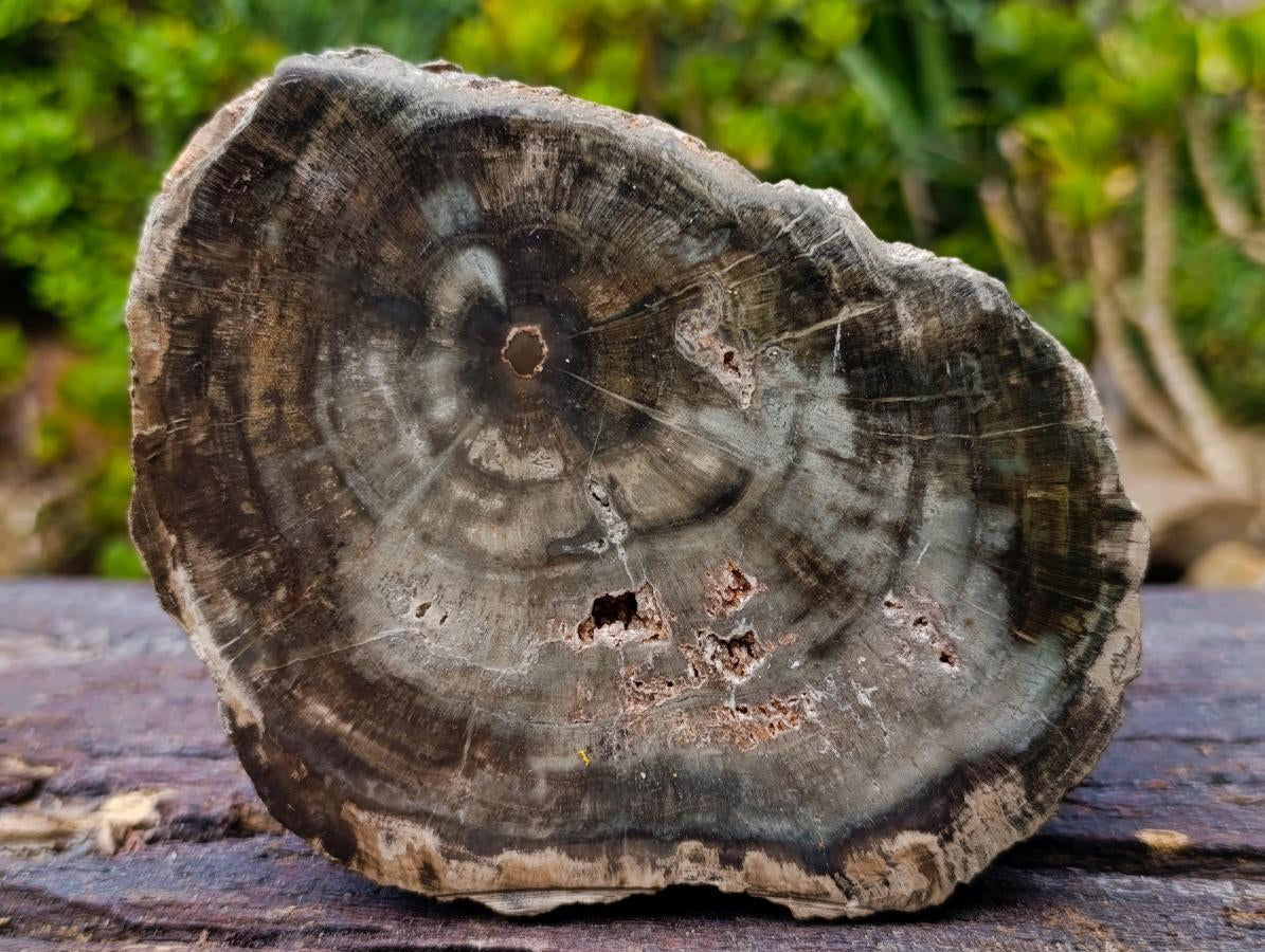 Polished One Side Classic Dadoxylon Petrified Wood Branch Segment x 1 From Gokwe, Zimbabwe
