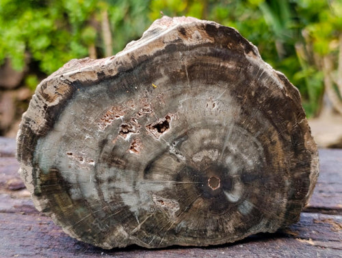 Polished One Side Classic Dadoxylon Petrified Wood Branch Segment x 1 From Gokwe, Zimbabwe