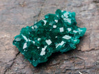 Natural Pair of Superb Namibian Dioptase Thumbnail Miniature Specimens x 1 From Namibia